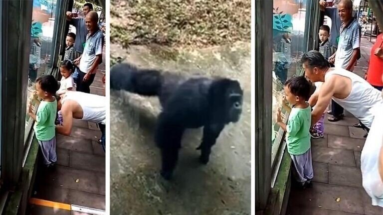 В китайском зоопарке шимпанзе отжималась вместе с посетителем