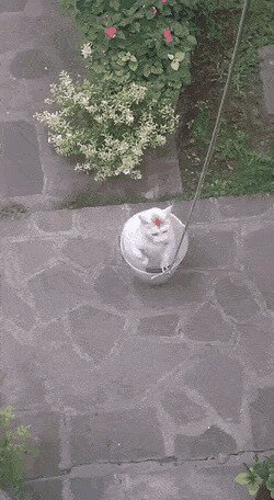 пацаки чатланам на голову сели