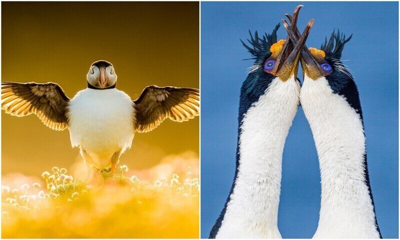 Пернатые красавцы: лучшие фото птиц с конкурса The Bird Photographer
