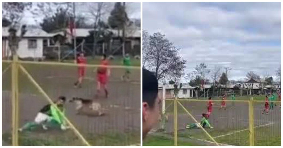 В Чили собака выбежала на поле и забила гол