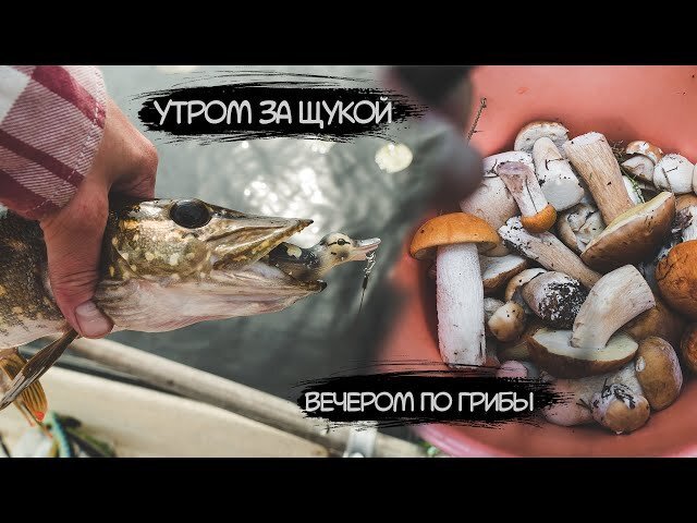 Утром за щукой, вечером по грибы. Много белых в сухом лесу. В отпуске