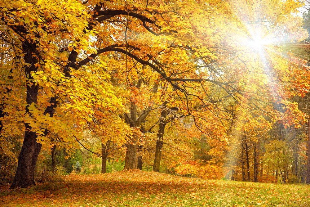 Драгоценное скоротечное время года – золотая осень