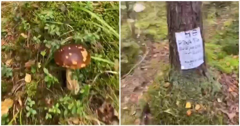 Грибник нашёл в лесу забронированные кем-то грибы