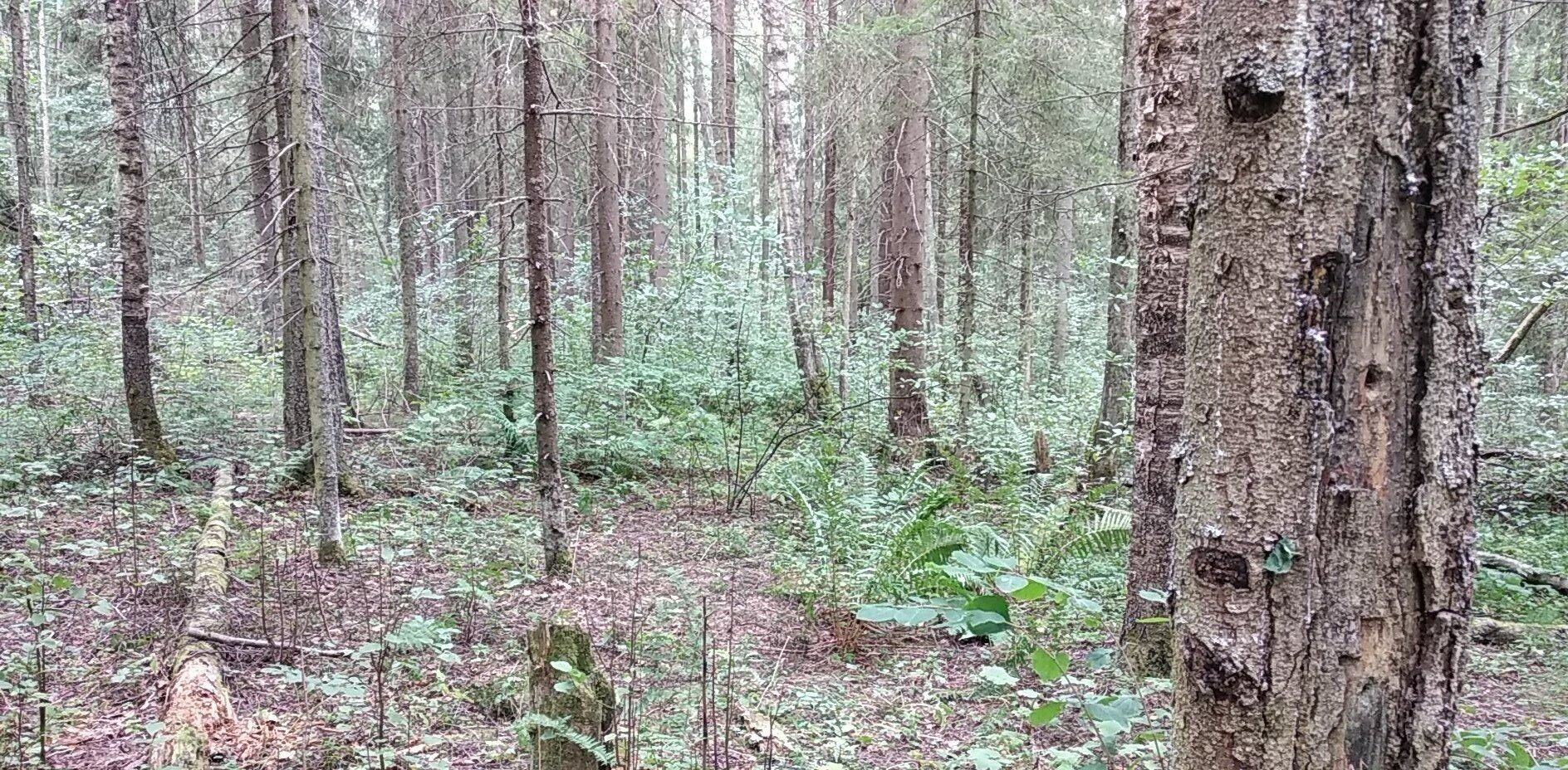 Ау-у-у