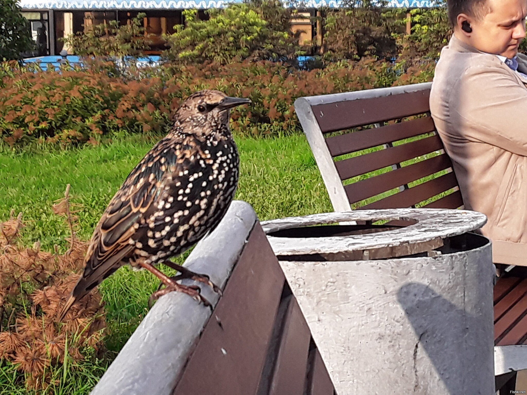 На Цветном бульваре