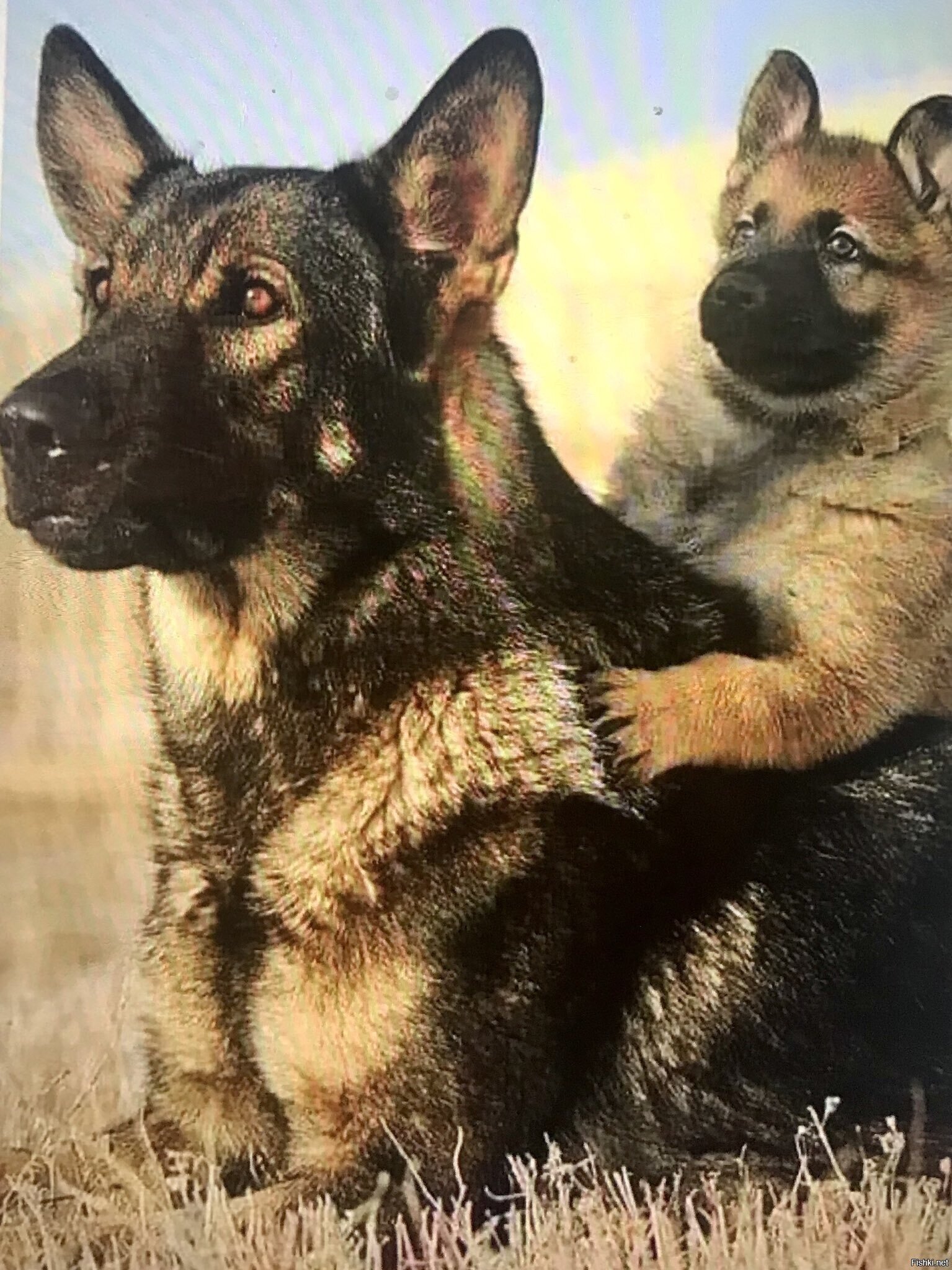 Солянка