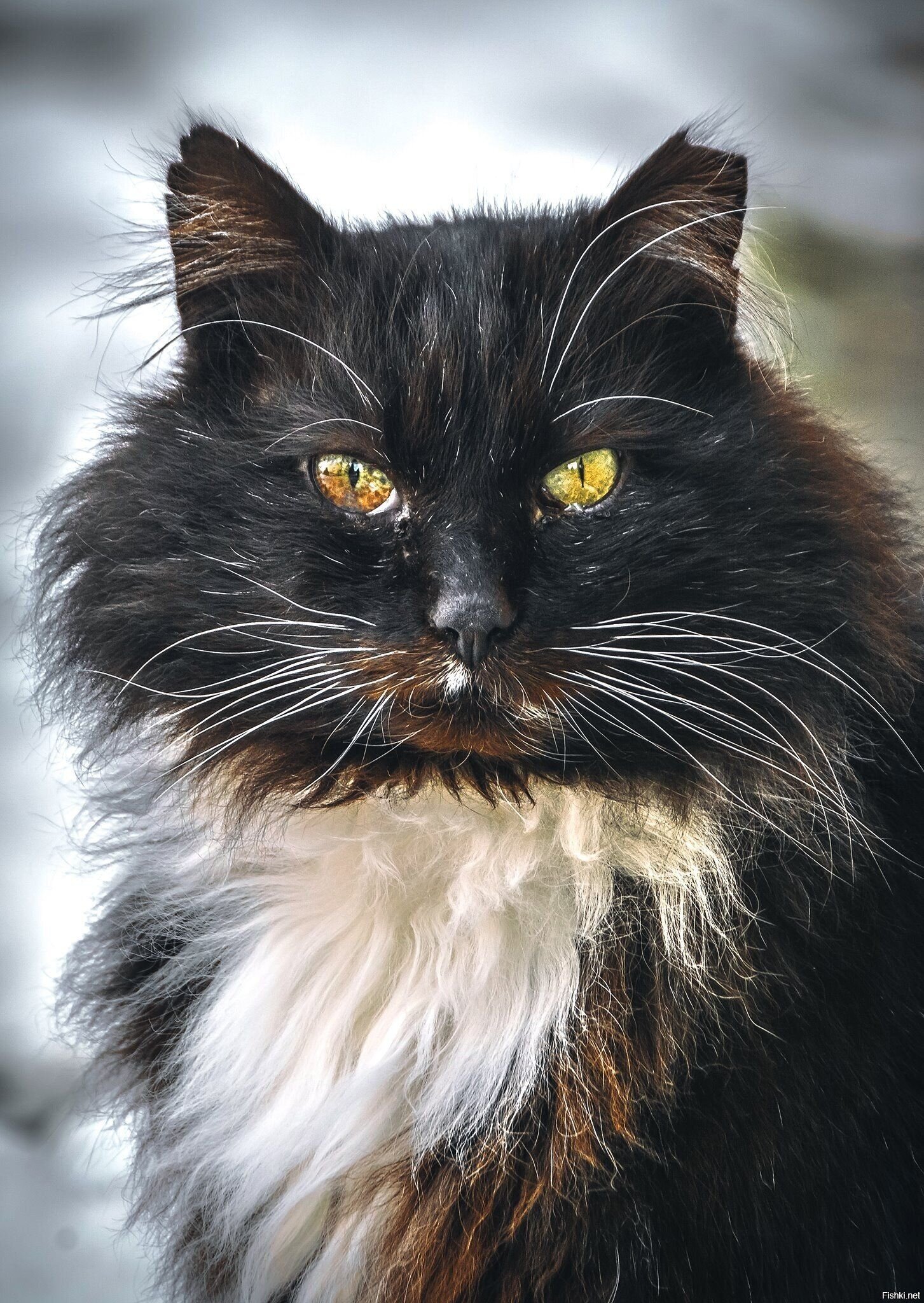 Солянка