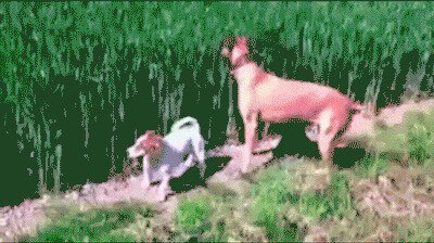 Погнали наши кенгуру