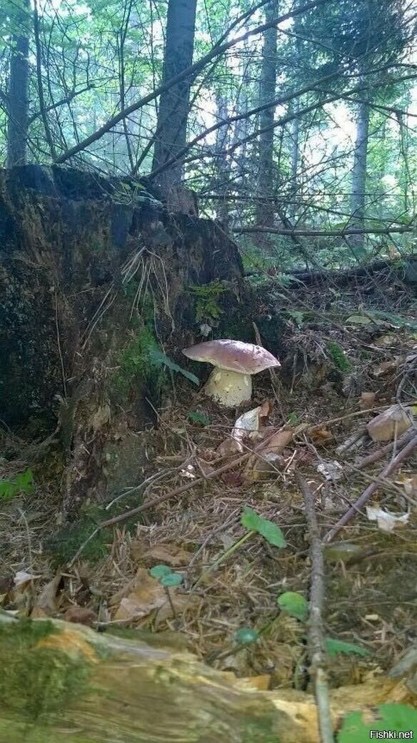 Солянка