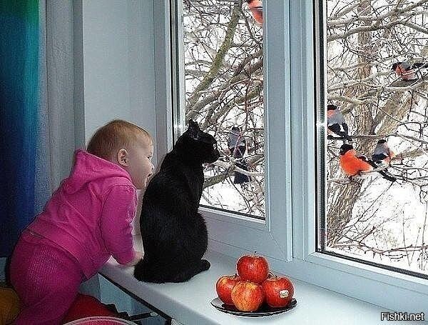 - Яблоки какие-то неправильные