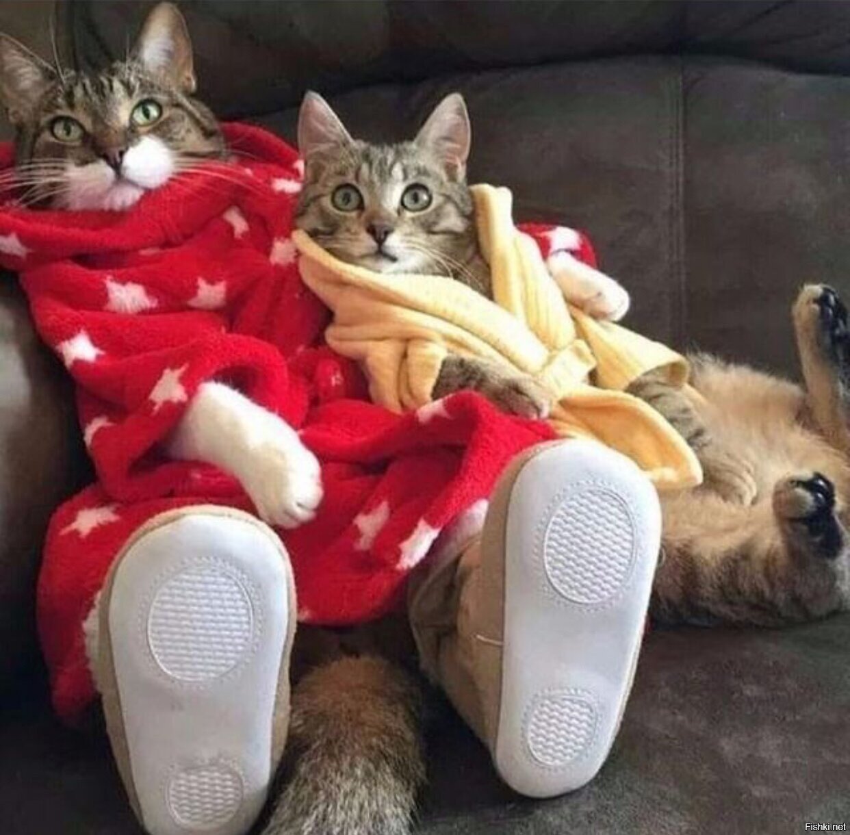Солянка