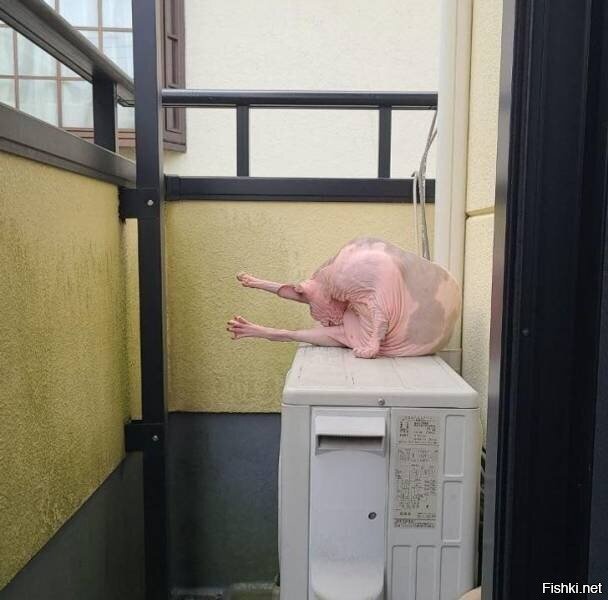 думал курица на фото