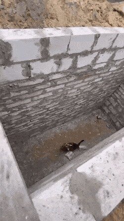 -сами с усами