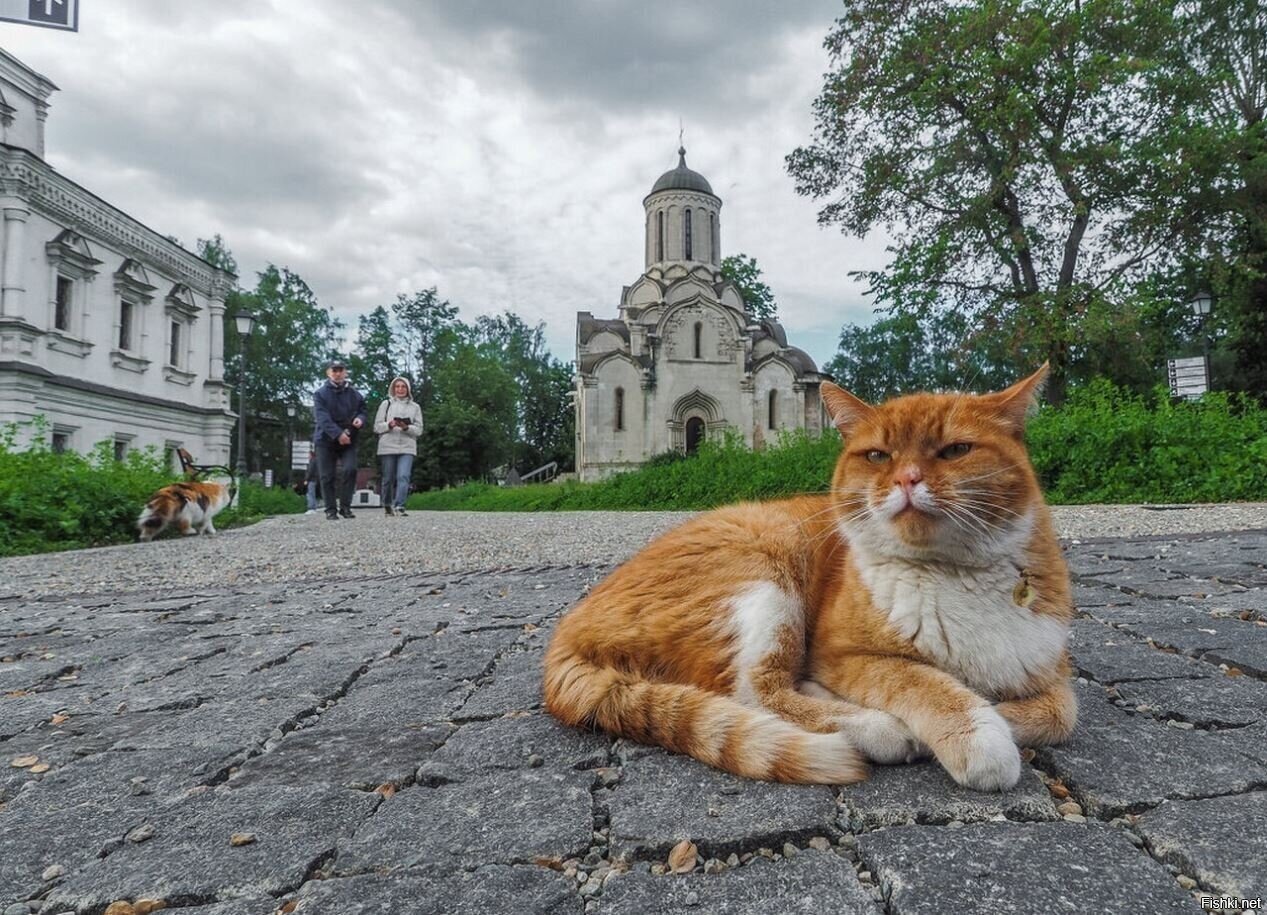 Солянка