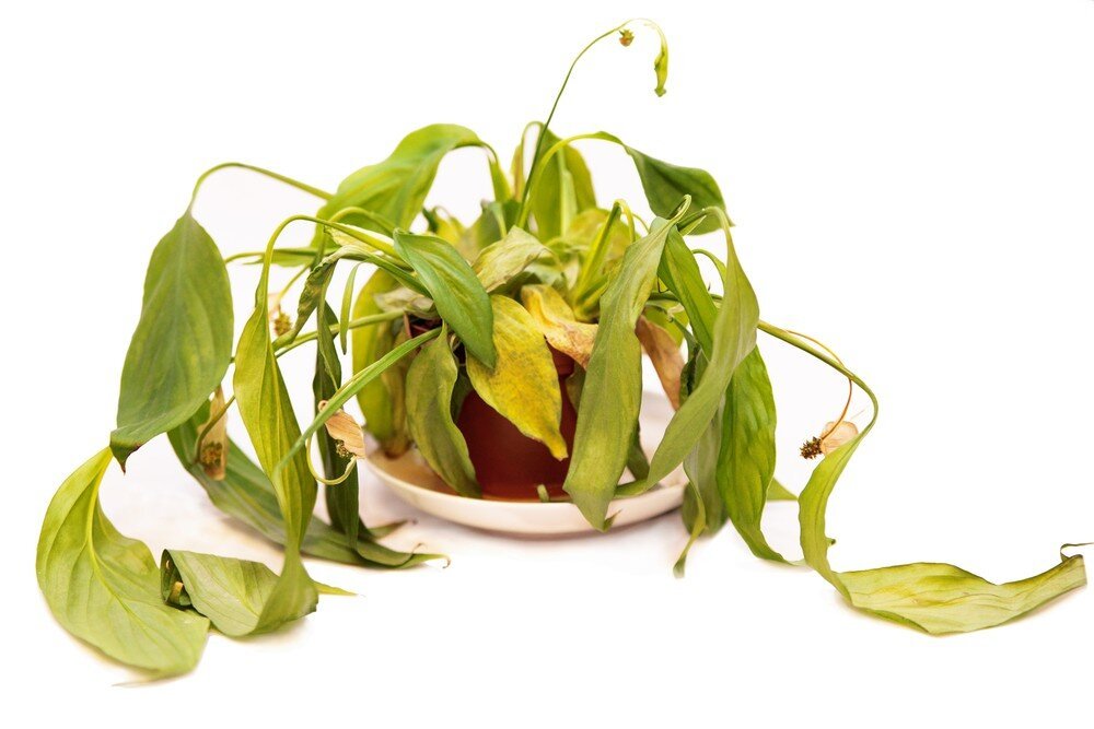Какие причины провоцируют увядание листьев комнатных растений?