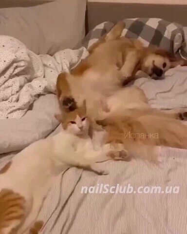 Солянка
