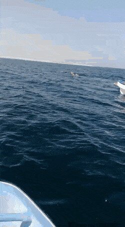 Просто верблюды, просто в отпуске, просто плавают в море