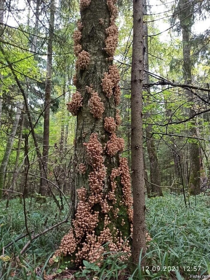 Солянка