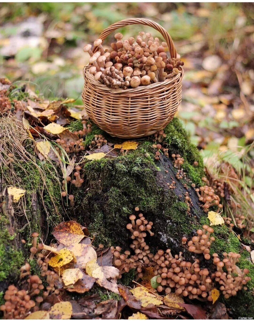 Солянка