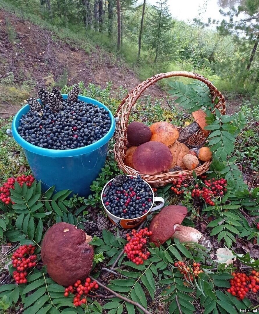 Солянка