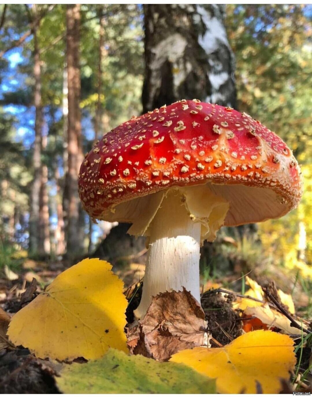 Солянка