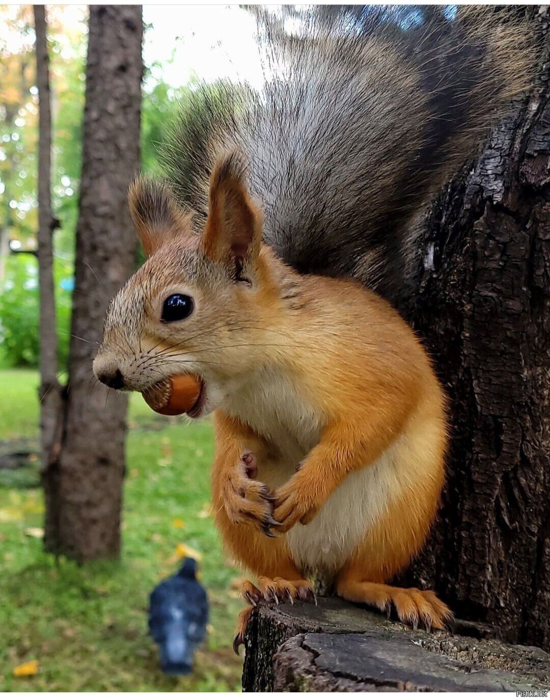 Солянка
