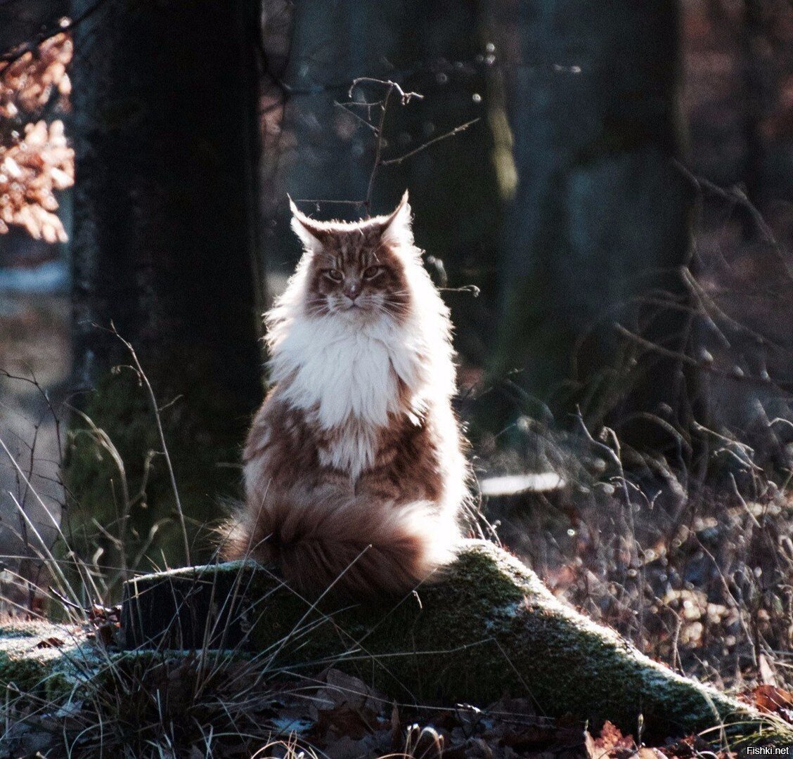Кошак Лешего