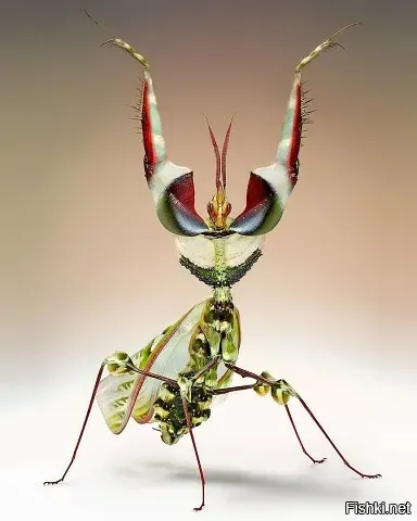 Цветочный богомол Чёртов цветок (Idolomantis diabolica) из Восточной Африки