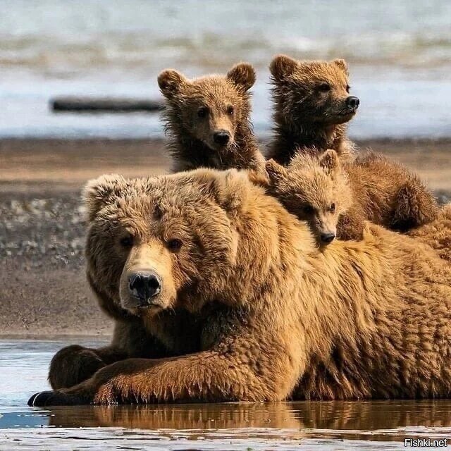 Солянка