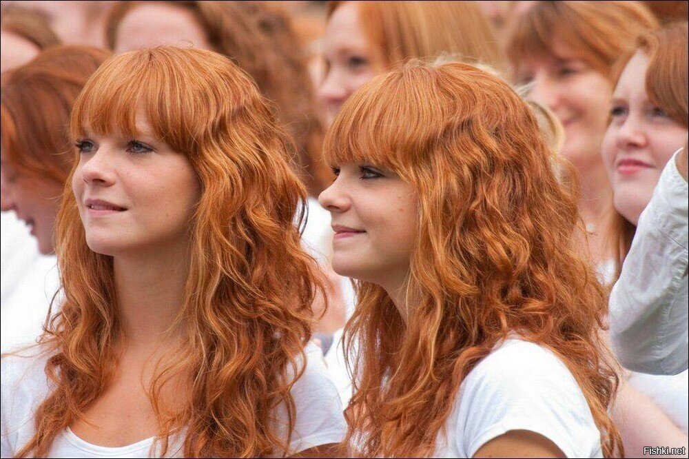 Поляна с рыжиками