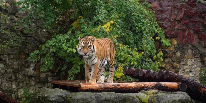 В московском зоопарке поселился тигр Степан, которого изъяли у контрабандистов
