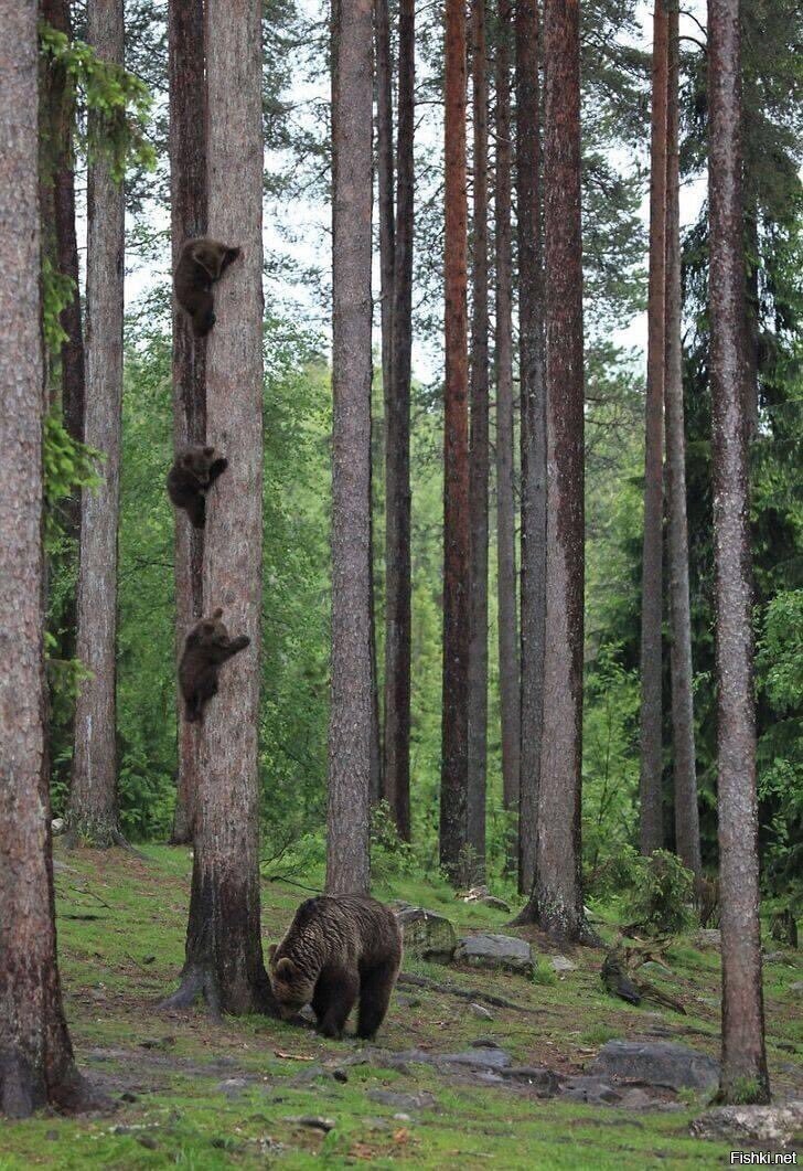 Солянка