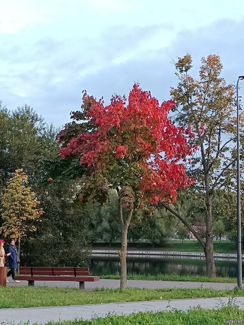 Солянка