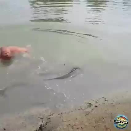 Мужики сома словили