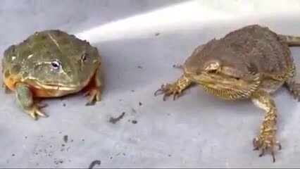 Драма на обеде