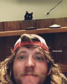 живите в мире с котами