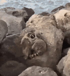 предварительные ласки