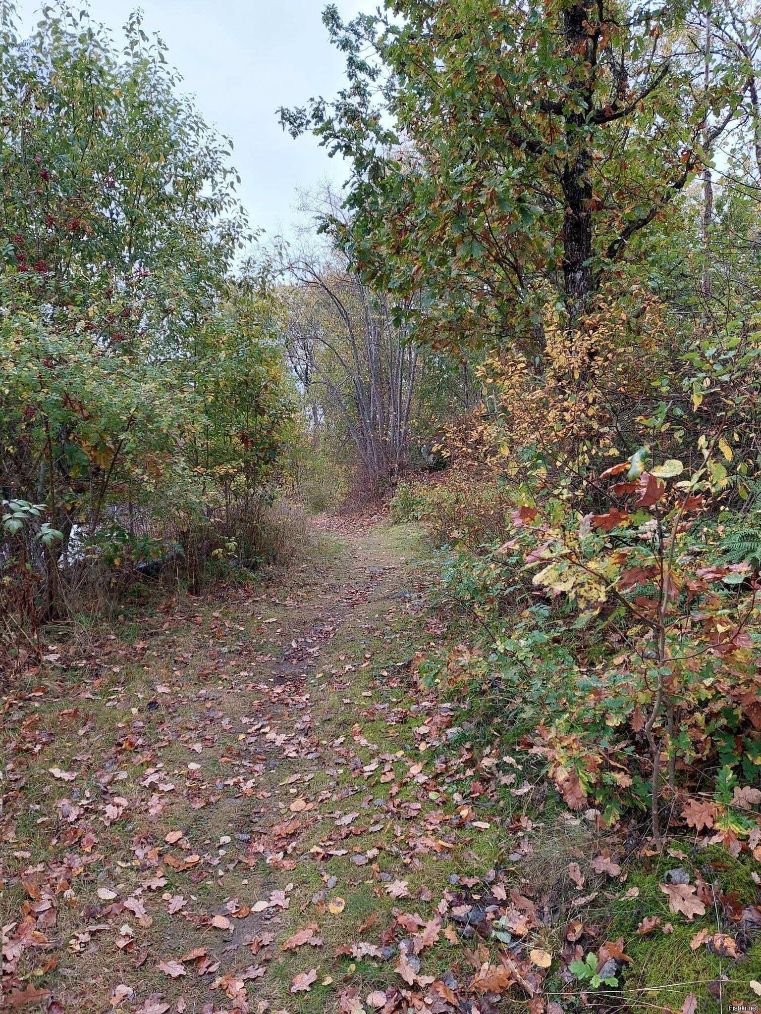 Солянка