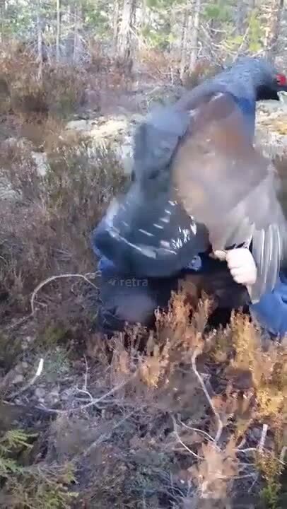 Глухарь встретил любовь всей своей жизни