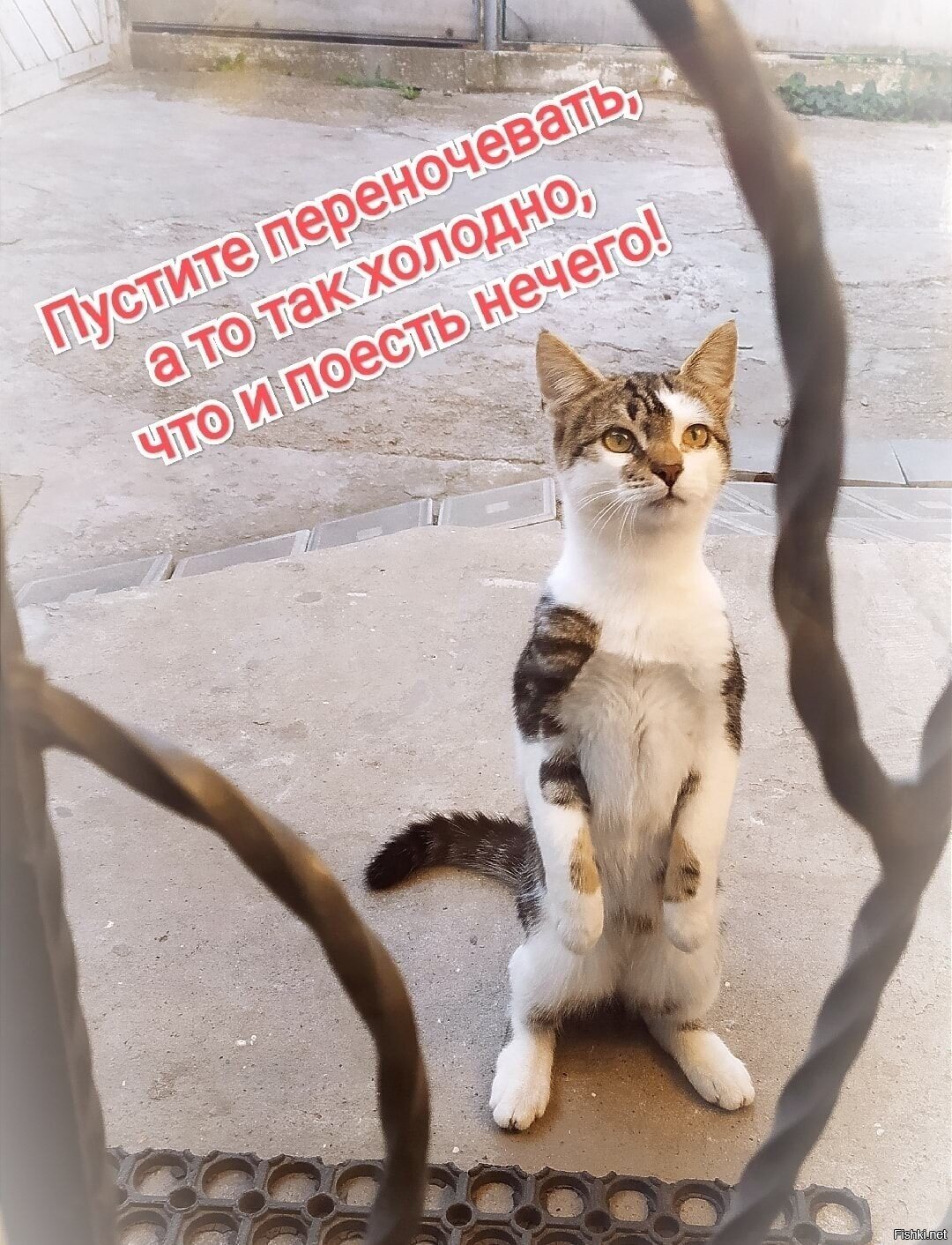 Солянка