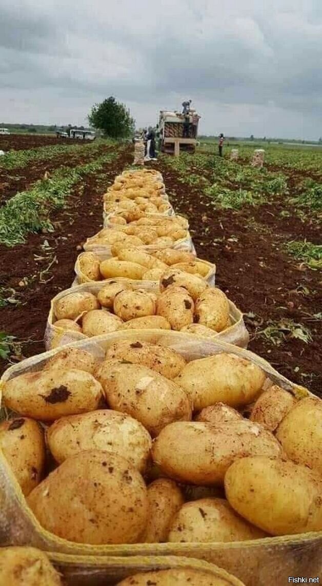 Солянка