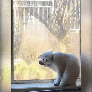 Спокойствие, только спокойствие