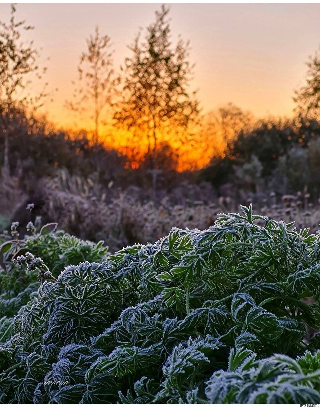 Солянка