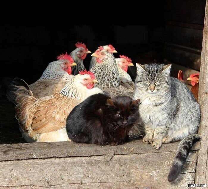 Солянка
