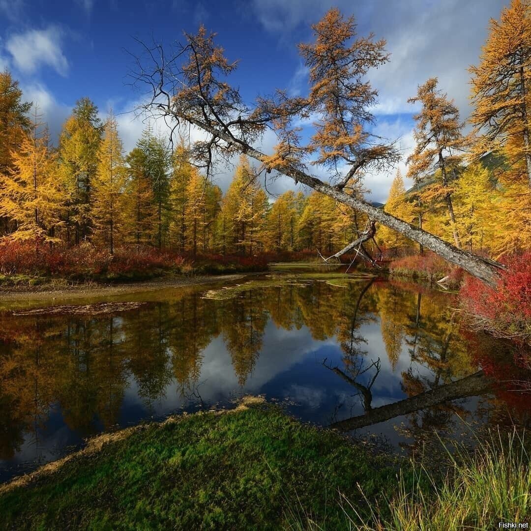 Тихая заводь на ручье Неведомом