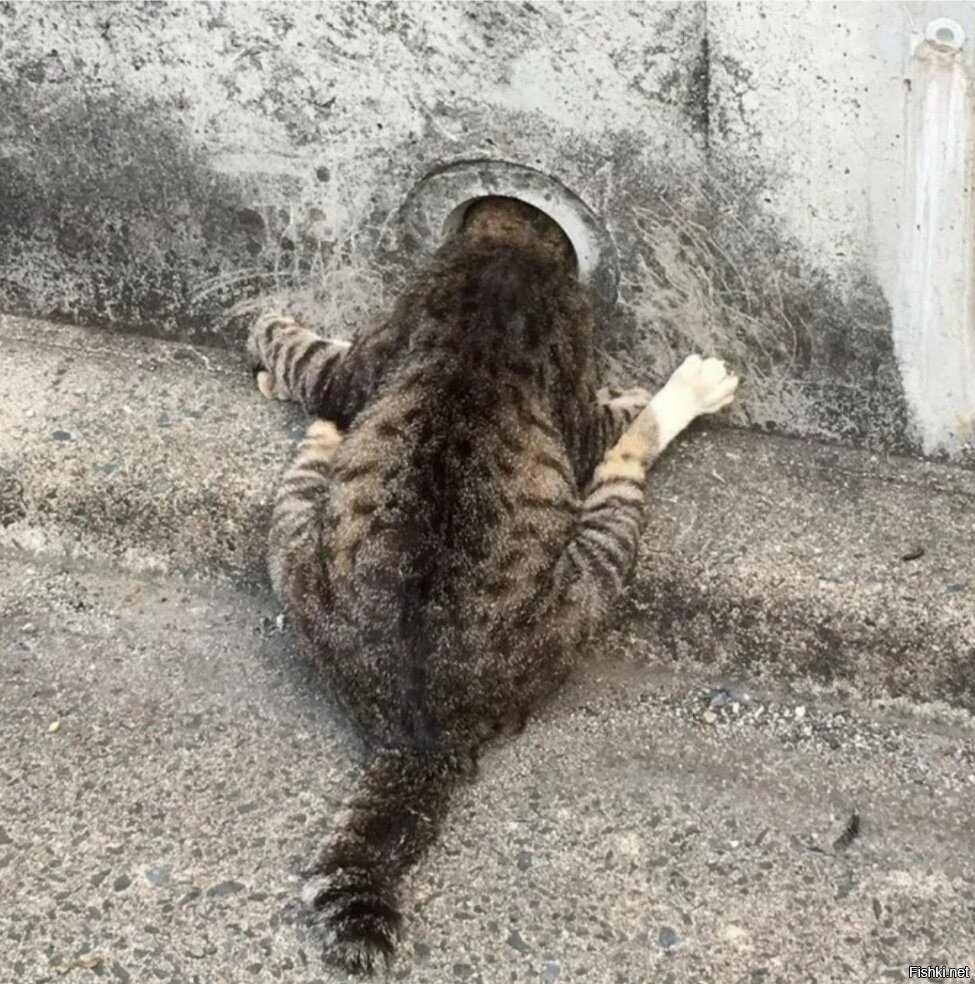 любознательный