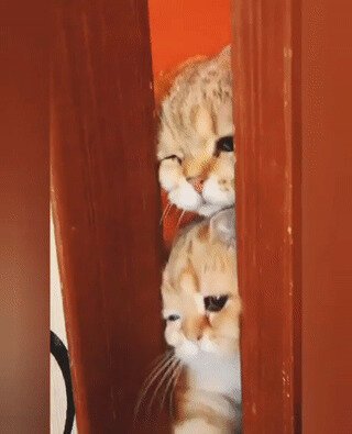 Много счастья лезло в дом