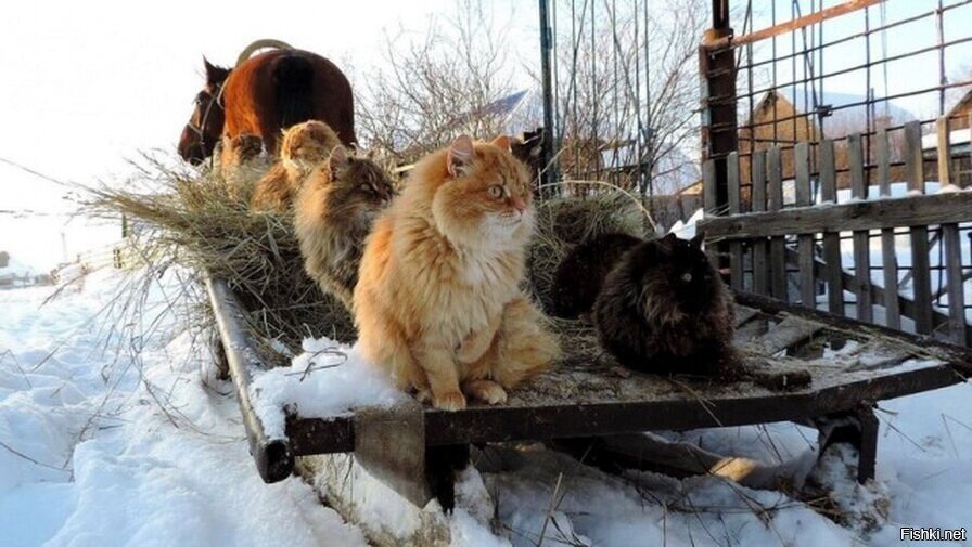Солянка