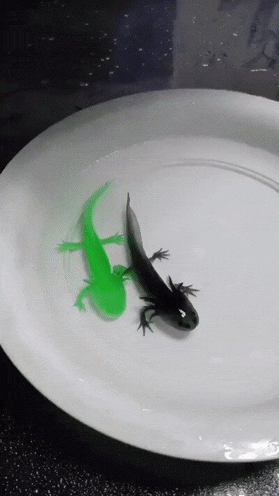 Солянка