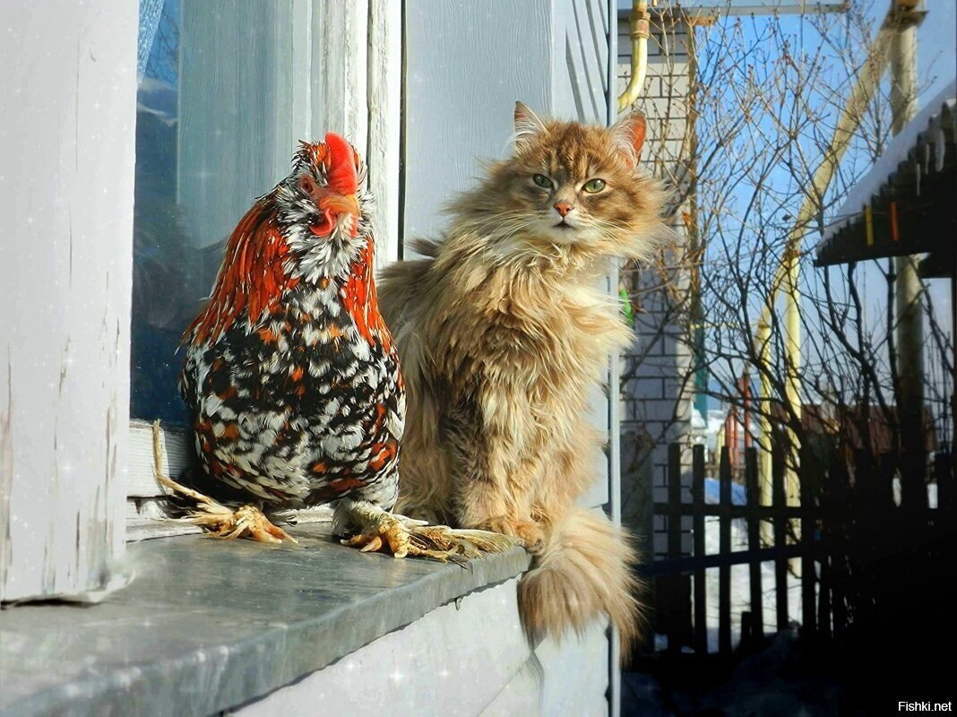 Солянка